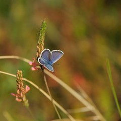 Natural background with butterfly