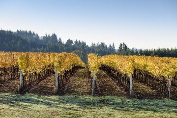 Fall Morning Colors of Vineyards in the Mid Willamette Valley, Marion County, Western Oregon