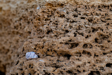 Stones texture and background. Rock texture. snail