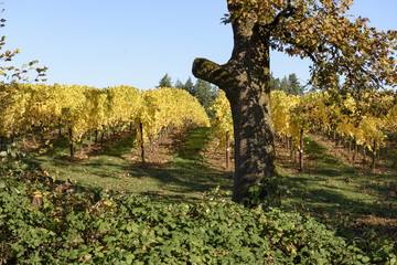 Fall Morning Colors of Vineyards in the Mid Willamette Valley, Marion County, Western Oregon