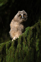 Long-eared owl