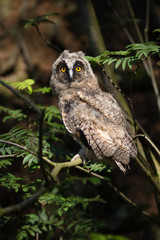 Long-eared owl