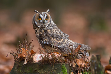 Long-eared owl