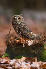 Long-eared owl