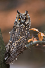 Long-eared owl