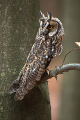Long-eared owl
