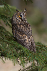 Long-eared owl