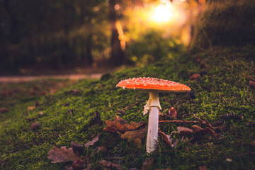 Red mushroom at sunrise in the forest 