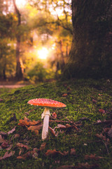 Red mushroom at sunrise in the forest 