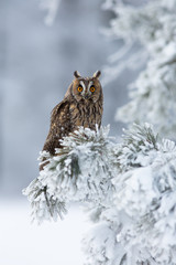 Long-eared owl