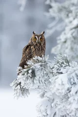 Poster Long-eared owl © Milan