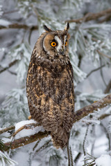 Long-eared owl