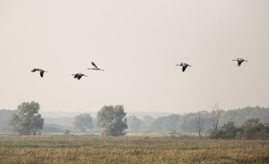 Flug der Kraniche © M. Lisa