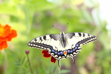 Бабочка махаон