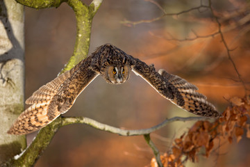 Long-eared owl