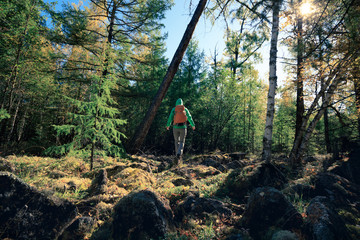 Fototapeta premium hiking woman hiker in the sunrise autumn forest