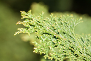 Thuja closeup