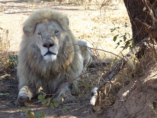 Obraz premium White Lion 