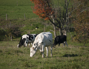 Cows Grazing on a Vermont Farm