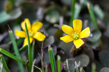 ( Oxalis stricta ) yellow woodsorrel sourgrass or pickle plant