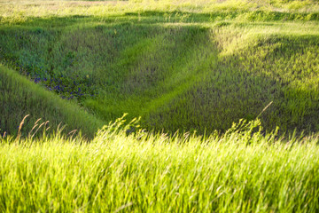 Close up of fresh thick grass with water drops in the early morning