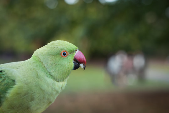 parrocchetto