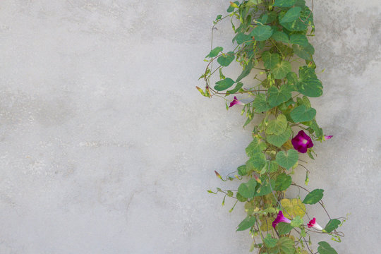 Fototapeta Green plant with bright flowers on the gray wall