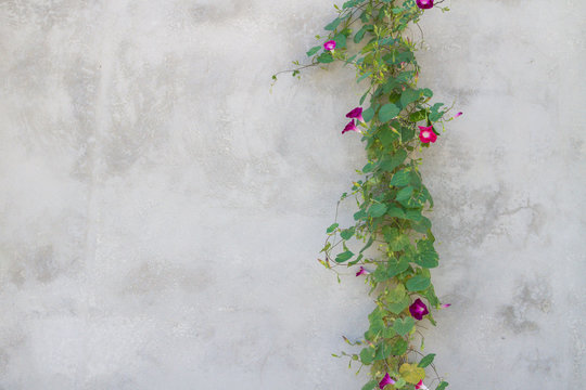 Fototapeta Green plant with bright flowers on the gray wall