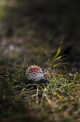 Mushrooms in the forest.
