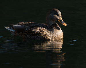 Mallard