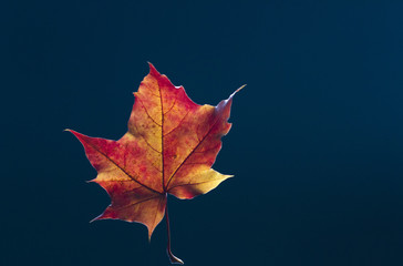 Maple autumn leaf on dark blue background