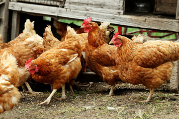 Brown hens outdoors, close up