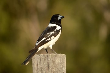 Butcher Bird