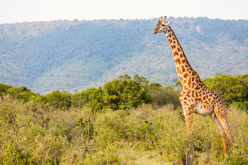 Giraffe in safari park