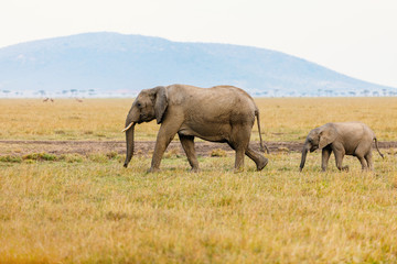 Fototapeta na wymiar Elephants in Africa
