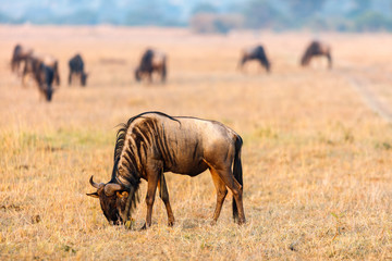 Great migration in Kenya