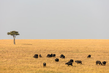 Herd of buffalos in Africa