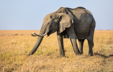 Fototapeta premium Elephant close up