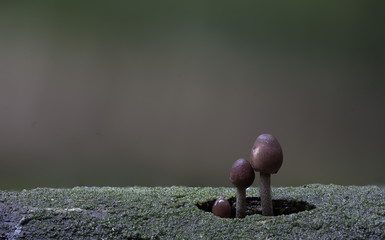 Mushroom