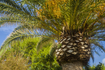 Palme im Sommer mit blauen Himmel Hintergrund