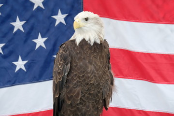 Patriotic bald eagle