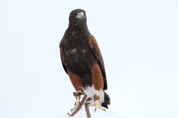 Hawk