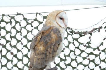 Barn Owl