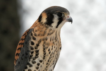 Peregrine falcon