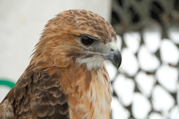 Hawk