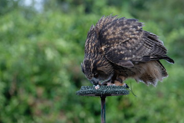 European Eagle Owl