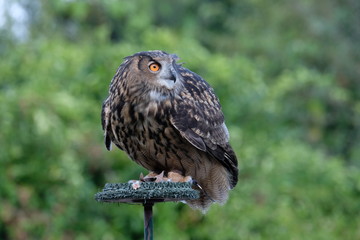 European Eagle Owl