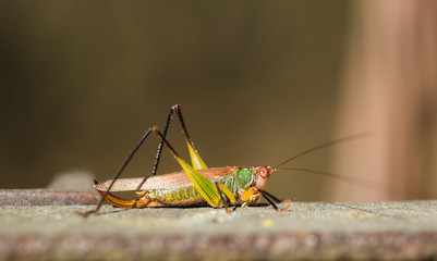 grasshopper on bridge