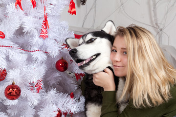 Pretty girl hugging dog Siberian husky around near white Christmas tree decorated with red decor