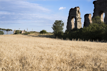 Grain field in the Roman countryside on a sunny day